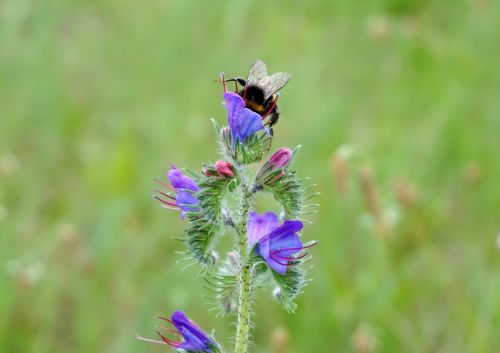 Hummel, Žiedadulkės, Apdulkinimas, Uždaryti, Vabzdys, Pieva