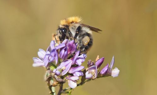 Vabzdys, Augalas, Gamta