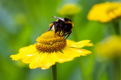 Hummel, Gėlė, Geltona, Žiedas, Žydėti, Gamta, Vabzdys, Uždaryti, Bombas, Nektaras, Apdulkinimas, Žiedadulkės, Gyvūnai, Hymenoptera