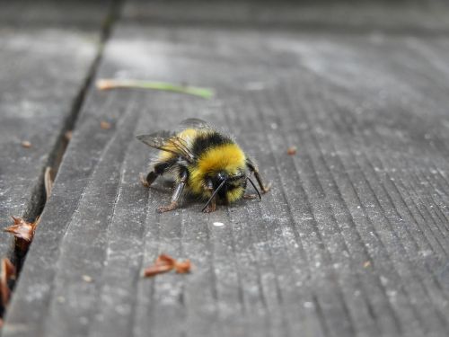 Hummel, Gamta, Vabzdys, Uždaryti, Gyvūnas