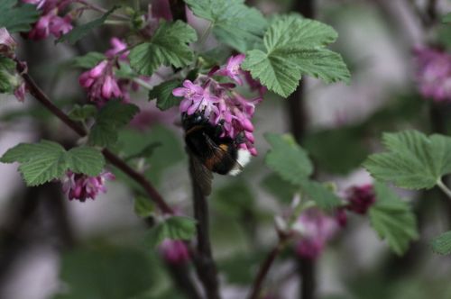 Hummel, Augalas, Vabzdys, Uždaryti, Gamta, Žiedas, Žydėti