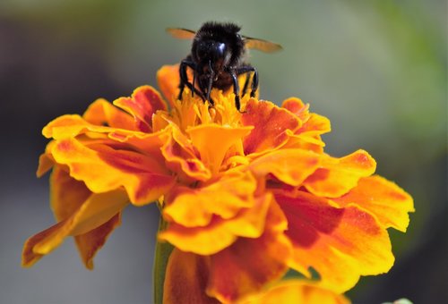 Hummel,  Pobūdį,  Gėlė,  Žiedas,  Žydi,  Vabzdys,  Vasara,  Augalų,  Sodas,  Iš Arti,  Žiedadulkės,  Rožinis,  Apdulkinimas,  Žydi,  Sparnas,  Pabarstyti,  Nektaro,  Gyvūnijos Pasaulyje,  Makro,  Maisto,  Bičių,  Gėlių Sodas,  Floros,  Violetinė