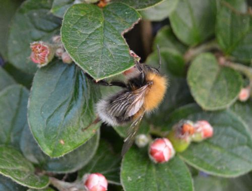 Hummel, Žiedas, Žydėti, Vabzdys, Uždaryti, Gamta