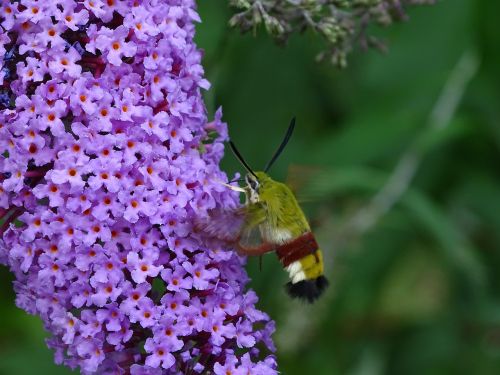 Humum Pelėdos, Vabzdys, Alyva, Buddleja Davidii, Siurbimo Antgaliai, Drugelis, Pelėdos