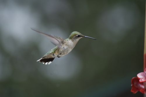 Kolibris, Gamta, Ornitologija, Sparnas, Paukščiai Skrendantys