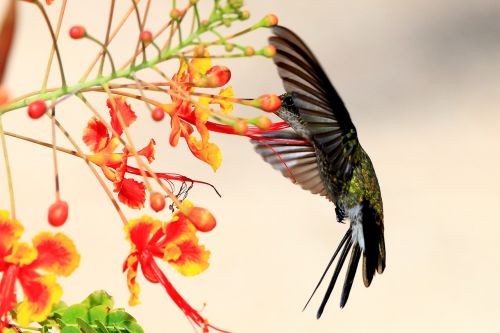 Kolibris, Kuba, Laukinė Gamta