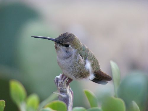 Kolibris, Baja California, Dinky