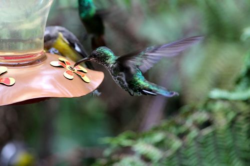 Kolibris, Paukščiai, Gamta