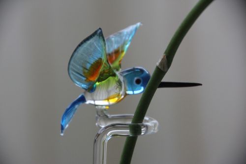 Kolibris, Orchidėja, Augalas