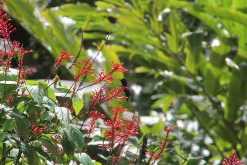 Kolibris, Barbados, Gamta, Paukštis