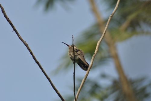 Kolibris, Ave, Mažas Paukštelis
