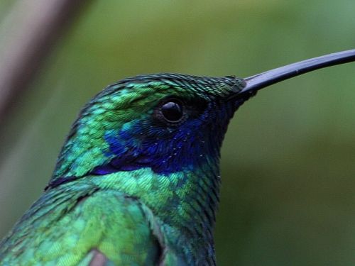 Kolibris, Trochilidae, Mėlynas, Žalias, Sąskaitą, Paukštis, Gamta, Gyvūnai, Fauna