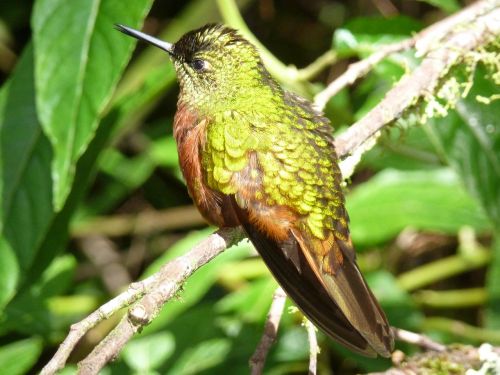 Kolibris,  Plunksnos,  Vaivorykštinis,  Žalias,  Raudona,  Sparnas,  Ešeriai,  Cloudforest,  Andes,  Ecuador