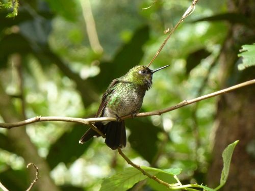Kolibris,  Žalias,  Plunksnos,  Paukštis,  Snapas,  Ešeriai,  Andes,  Debesų Miškas,  Ecuador
