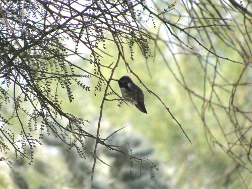 Kolibris, Kosta Kolibaras, Palo Verde Medis, Tucson, Laukinė Gamta, Sonoran Dykuma