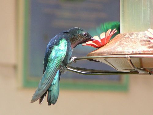 Kolibris, Paukštis, Gėlė, Martinique