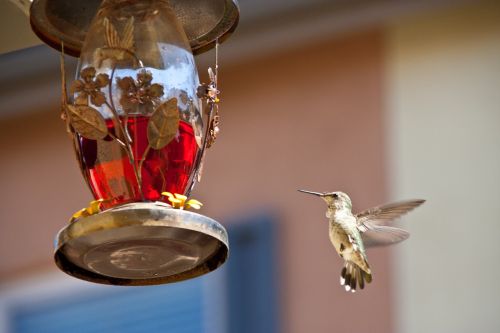 Hummingbird Maitinimas,  Chula Vista,  Ca