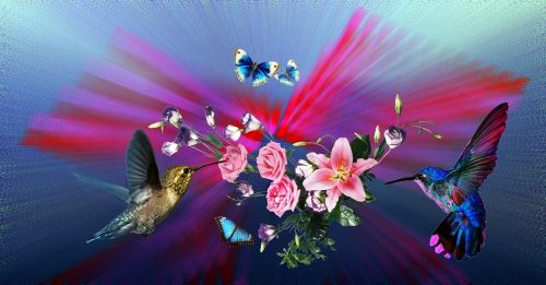 Hummingbirds, Gėlės, Lelijos, Rožės, Gamta, Beija Flor, Paukščiai, Pavasaris, Sodas, Augalas, Drugeliai