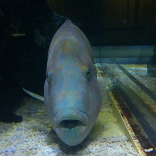 Kumpis, Napoleonfish, Žuvis, Akvariumas, Povandeninis
