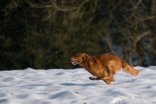 Medžioklės Šuo, Retriveris, Žiema, Sniegas, Dėmesio