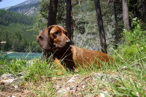 Medžioklės Šuo, Fernsteinsee, Tyrol
