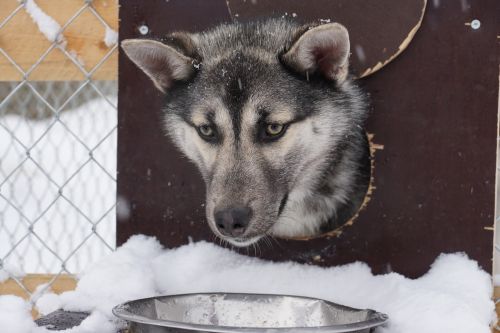 Huskie, Husky, Šuo