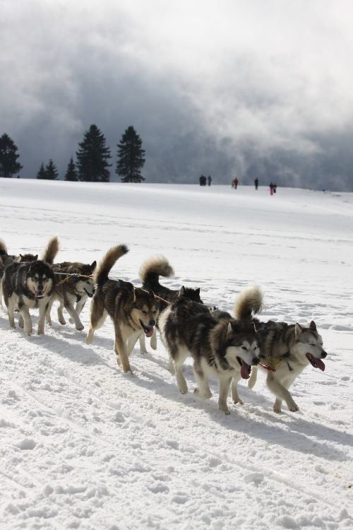 Huskies, Sportas, Sniegas, Lenktynės, Pet Rudel, Gamta, Komanda, Sledžių Lenktynės, Paleisti