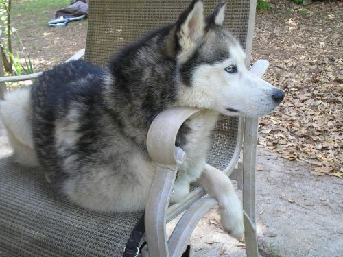 Husky, Šuo, Siberianas