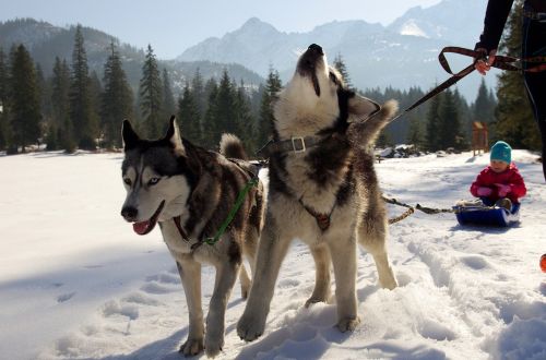 Husky, Sledžių Šunys, Adamczak