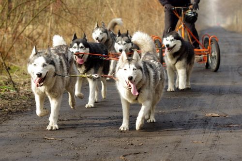 Husky, Sledžių Šunys, Adamczak