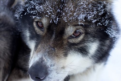Husky, Finland, Laplandas, Musheras, Sniego Šuo
