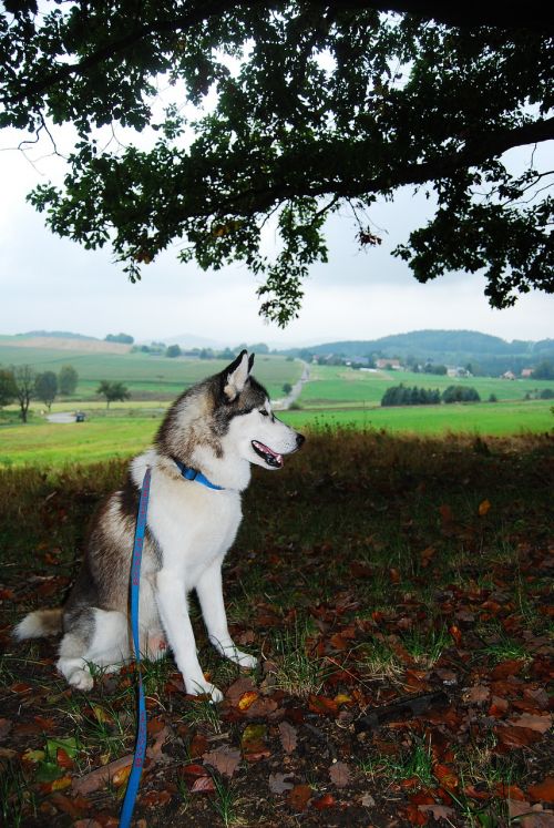 Husky, Patinas, Gamta, Šuo, Gyvūnas