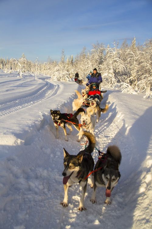 Husky, Pasivažinėjimas Snieglentėmis, Husky Turas, Žiema, Sniegas, Finland
