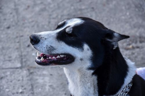 Husky, Šuo, Siberianas, Balta