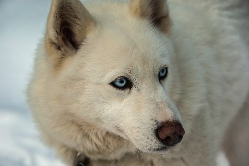 Husky, Sledas Šuo, Šuo, Šunys, Žinduolis