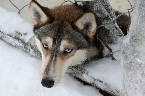 Husky, Finland, Sledgedog, Sledas Šuo