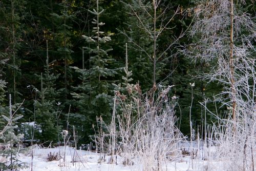 Huuretta Medžiai, Šaltas Kraštovaizdis, Šaltos Šakos, Kraštovaizdis, Suomių, Žiema, Šaltis