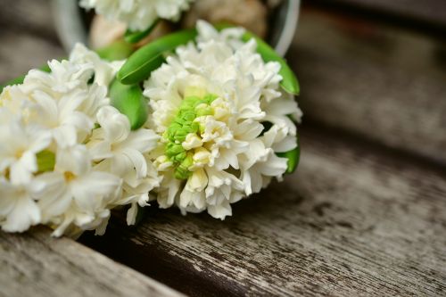 Hiacintas, Baltas Hiacintas, Hyacinthus, Pavasario Požymiai, Pavasario Gėlės, Pavasaris, Ankstyvas Bloomer, Gėlė, Frühlingsanfang