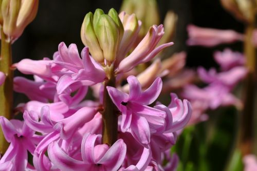 Hiacintas,  Hyacinthus,  Pavasaris,  Gėlė,  Augalas,  Be Honoraro Mokesčio