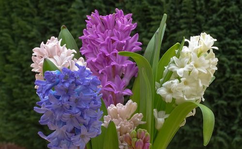 Hiacintas,  Frühlingsblüher,  Pavasaris,  Hyacinthus,  Šparagų Augalas,  Kvepalai,  Gėlė,  Gėlės,  Be Honoraro Mokesčio