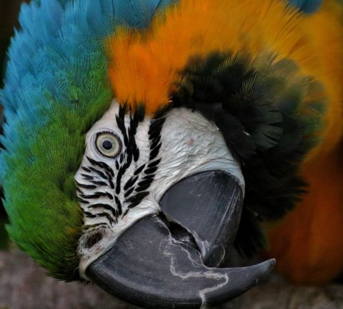 Hyacinth Macaw, Papūga, Paukštis, Hiacintas, Laukinė Gamta, Spalvinga, Plunksna, Atogrąžų