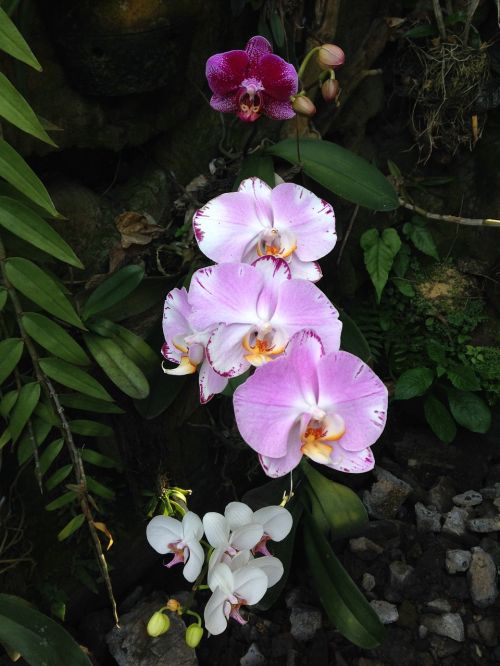 Hibridinė Orchidėja, Gėlė, Gėlių, Botanikos, Hibridas, Orchidėja