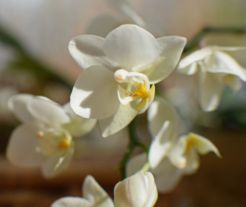 Hibridinis Falaenopsis, Phalaenopsis, Orchidėja, Geltona, Balta, Vazoninis Augalas, Augalas, Atogrąžų, Gėlė, Gėlių, Žiedas, Žydėti, Gamta