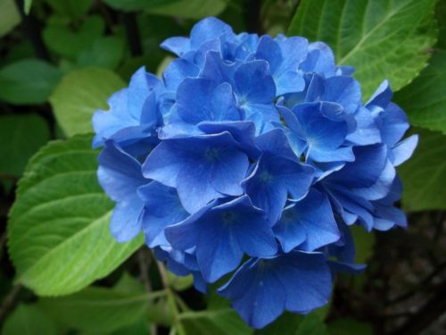 Hortenzija, Mėlynas, Augalas