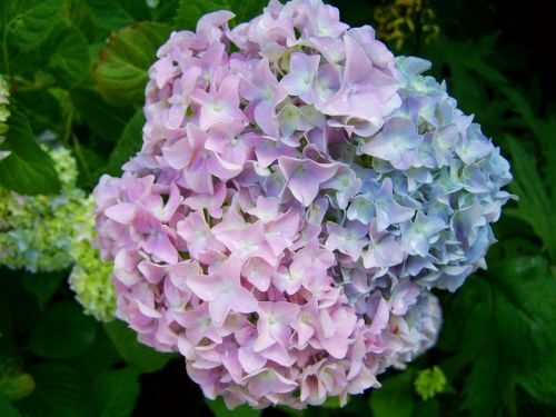 Hortenzija, Mėlyna Violetinė Gėlė, Vasaros Gėlių Sodas