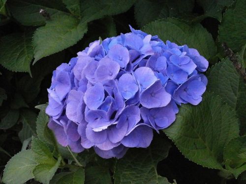 Hortenzija, Vasaros Gėlės, Mėlynos Gėlės, Purpurinės Gėlės