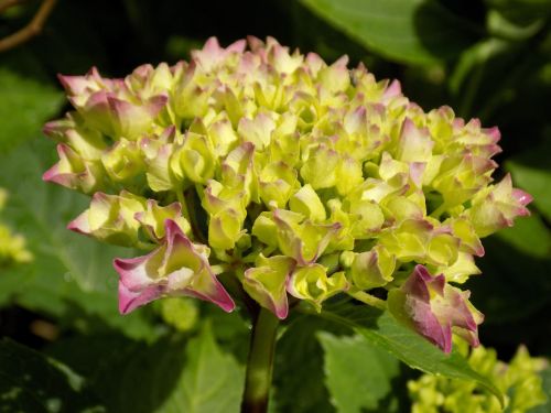 Hortenzija, Hortenzijos Augalai, Hydrangeaceae, Gėlių Pumpurai
