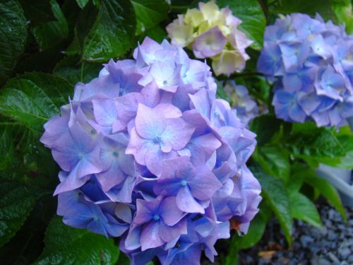Hortenzija,  Gėlė,  Airija,  Vasara,  Lietus,  Šlapias,  Violetinė,  Mėlynas,  Gėlių,  Hortenzija