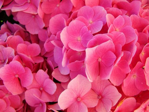 Hortenzija, Rožinis Gėlių Sodas, Vasaros Gėlė