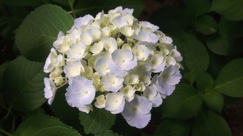Hortenzija, Sodininkystė, Gėlės, Komfortas